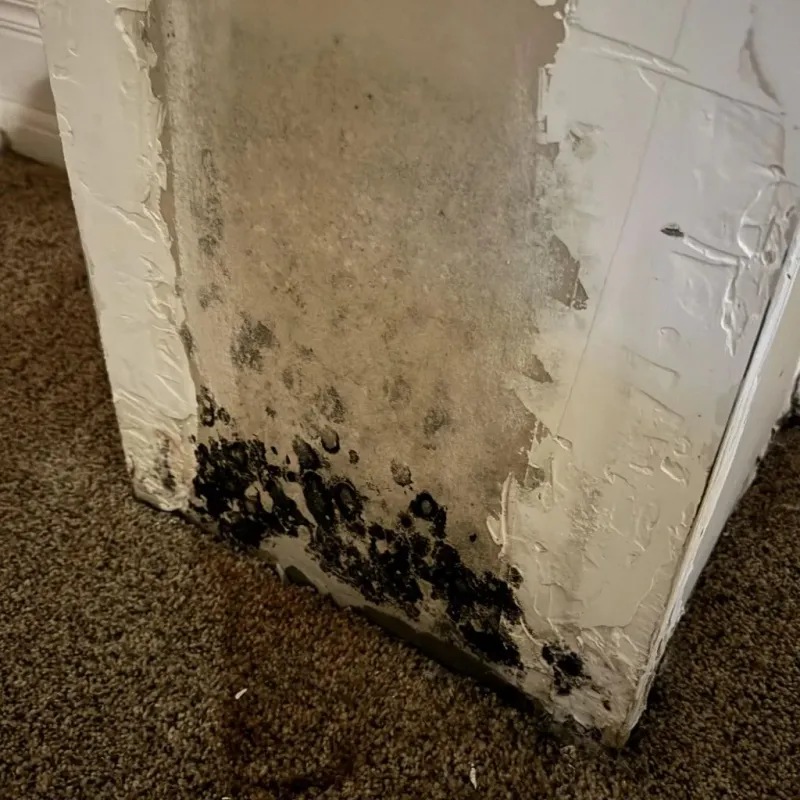 Professional Mold Removal in El Dorado, AR
